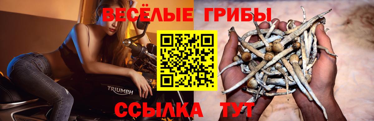 Шадринск  Галлюциногенные грибы GOLDEN TEACHER  как найти наркотики  Галлюциногенные грибы мицелий  Вход с VPN 